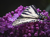 Butterfly beauty