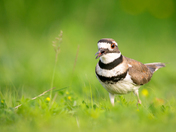 Killdeer