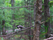 Chickadee