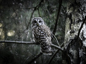 Barred Owl in a Birch
