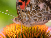 Portrait of a Painted Lady 