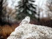Snowy Owl in a Squall