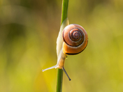 Snail (3246)