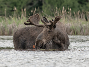 Bull Moose June 2019