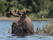 Bull Moose June 2019