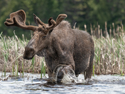 Bull Moose June 2019