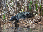 Nesting Loon June 2019