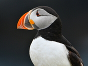 Elliston Puffin