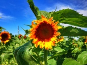 Sunflowers of summer