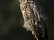 Gone To The Dark Side