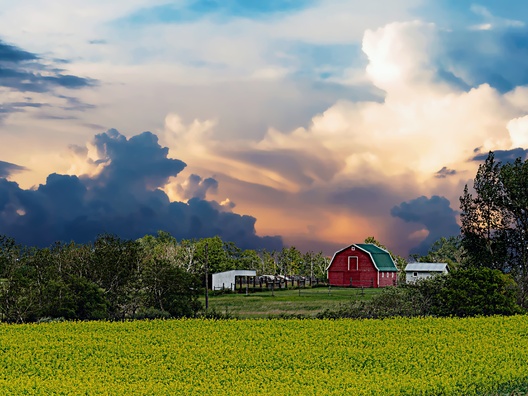 Canola Farm