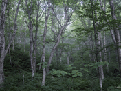 ForÃªt borÃ©ale. Boreal Forest