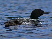 Mother and baby loon