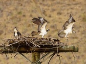 Juvenile Osprey Early Flight