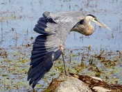 Great Blue Heron Stretching