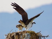 Osprey Look out