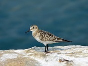 Baird's Sandpiper