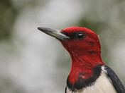 Red-headed Woodpecker