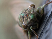 Cicada