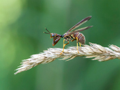 Macro shot of a mantidfly.