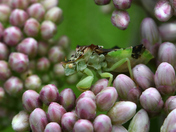 Macro shot of a tiny ambush bug.