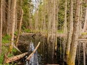 Forest fire's after effects