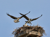 Who will get the fish