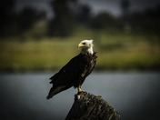 Eagle Fishing