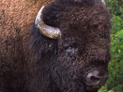 The old Bison bull