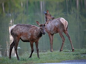 Early Morning visitors in Banff