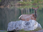 Early Morning visitor in Banff