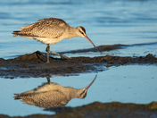 Whimbrel foraging on the beach in Presquile Prov. Park