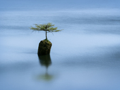 Bonsai Tree at Fairy Lake