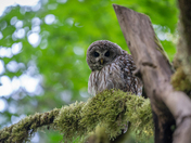 Barred Owl