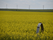 Canola in bloom