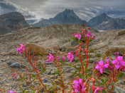 Sundog and the Fireweed!