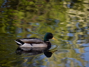 A moment of reflection 