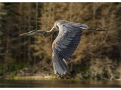 Heron Flying