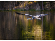 Heron Flying
