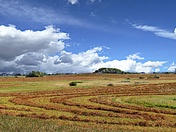 Sweet Summer's Gone Away