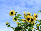 Richmond Sunflower Festival