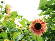 Richmond Sunflower Festival