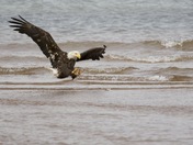Bald Eagle fishing in North Rustico