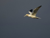 Gannet in the evening grey