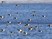 Scaups landing