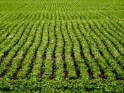 Soy Bean Crop