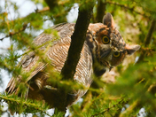 Backyard Forest Owl Family