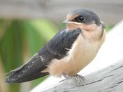 Beautiful Swallow