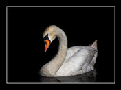 Mute Swan