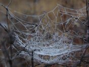 Frosty Web